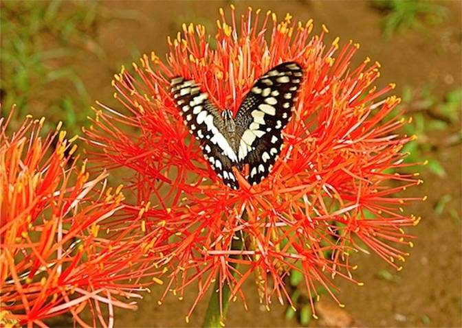 Colors and Textures of Natural Laos.jpg
